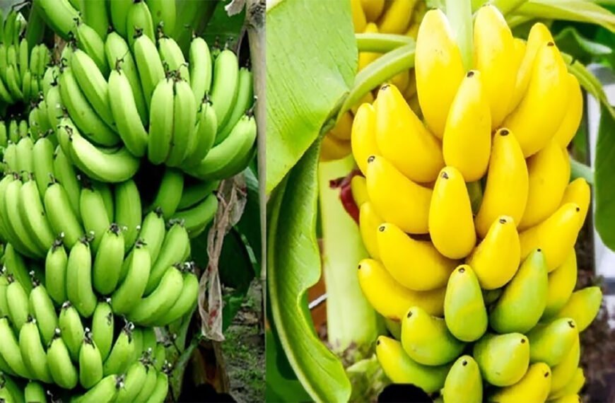 শক্তি, হজম ও ওজন নিয়ন্ত্রণে কলা খাওয়ার সঠিক সময়