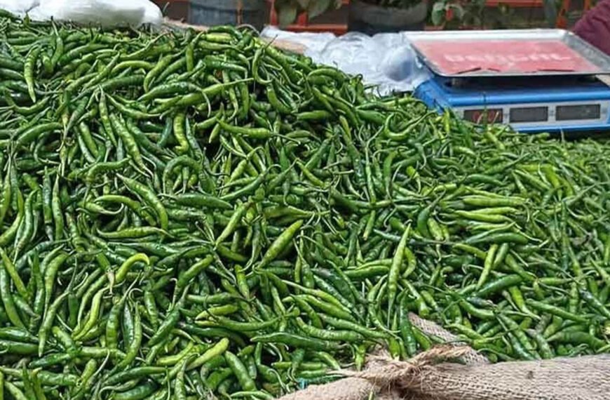 কাঁচা মরিচের দাম আবার ৩০০ টাকা ছাড়াল