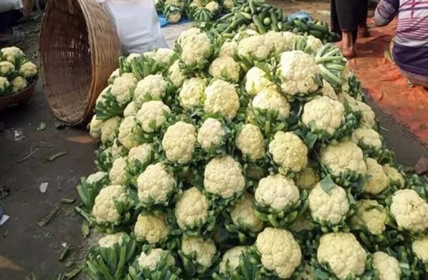 ৬ টাকা কেজিতে বিক্রি হচ্ছে ফুলকপি, খাওয়ানো হচ্ছে গরুকে