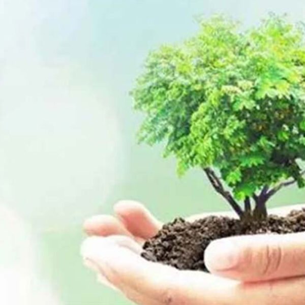 বৃক্ষরোপণে ৫৩ কোটি ৬৬ লাখ টাকার প্রণোদনা, বিতরণ হবে ১৬ লাখ ২৮ হাজার চারা